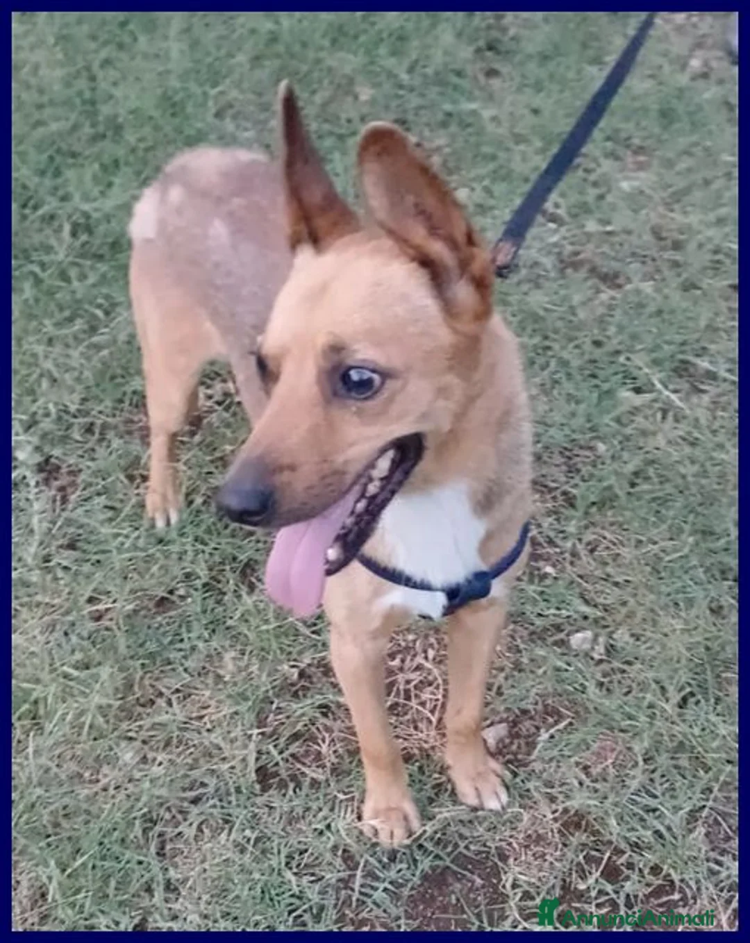 Meticcio cani in regalo: ZAK 9anni bravo - 12kg - non interessa più! - Annuncio 2