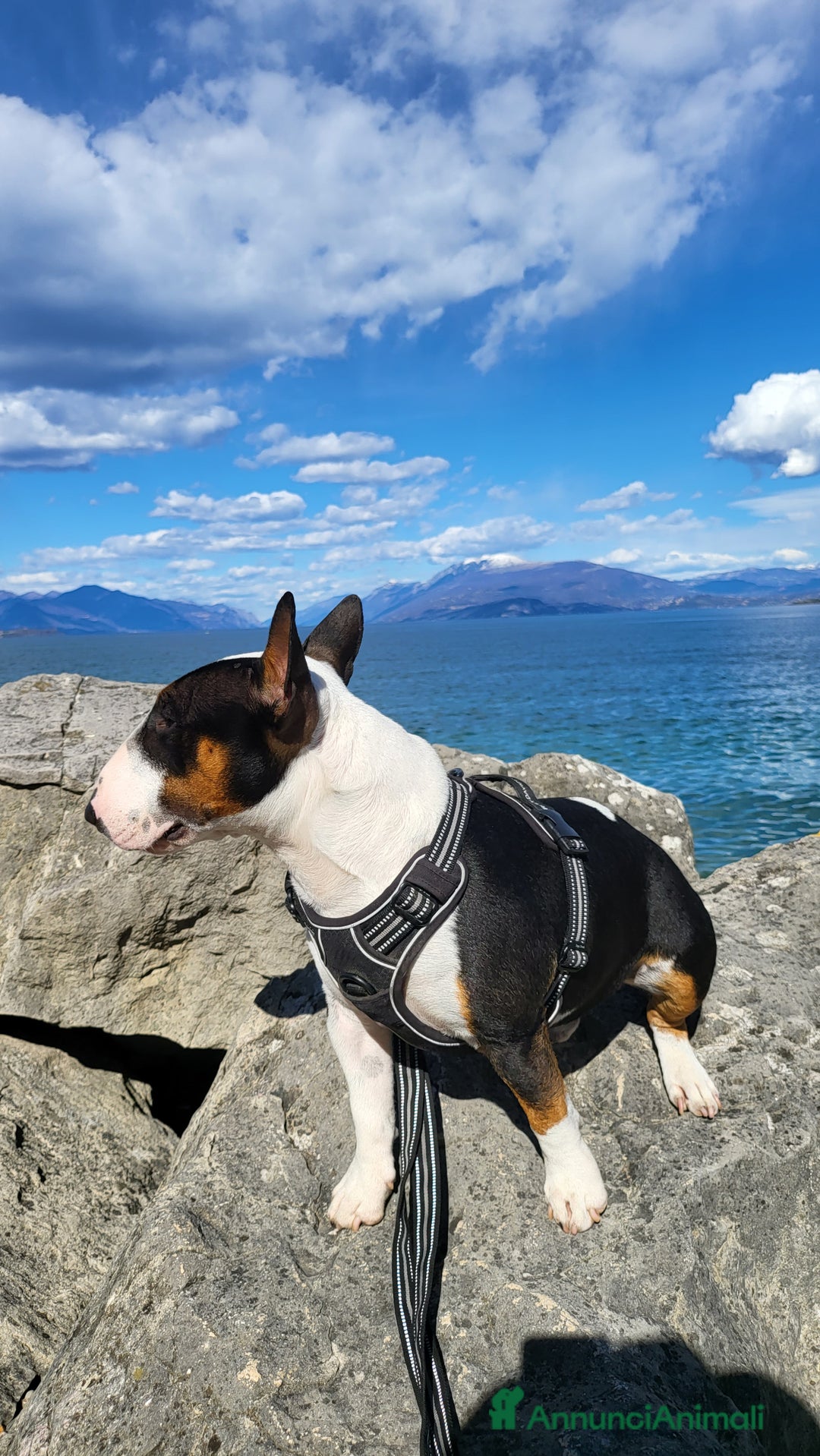 Bull Terrier Mini cani per accoppiamento: Maschio Bull terrier miniature tricolor per monta - Annuncio 9