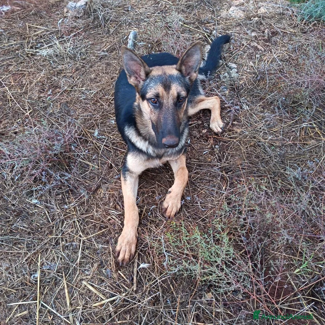 Meticcio cani in regalo: Cucciolotta di pastore cerca adozione - Annuncio 2