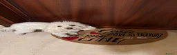 Barboncino Toy cani per accoppiamento: accoppiamento barboncino toy a Città metropolitana di Roma Capitale - Annuncio 6