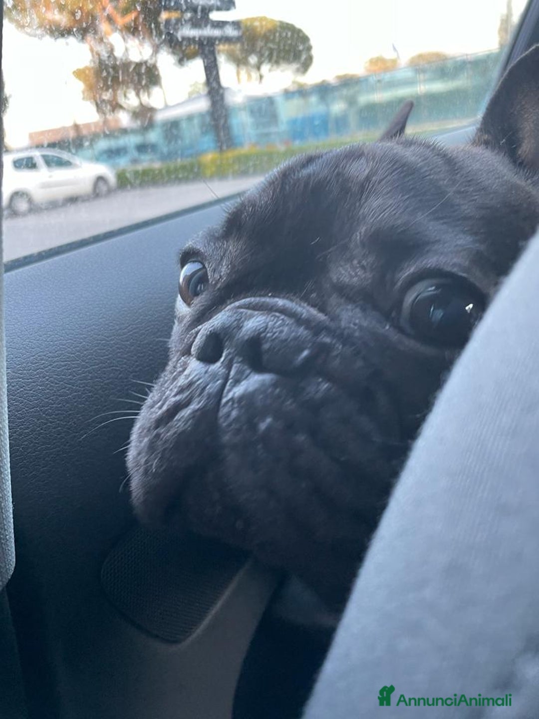 Bulldog Francese cani per accoppiamento: Bulldog francese maschio per accoppiamento - Annuncio 7