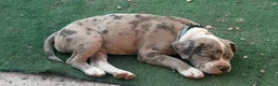 Meticcio cani in vendita: Franchie staff a Provincia di Bergamo - Annuncio 3