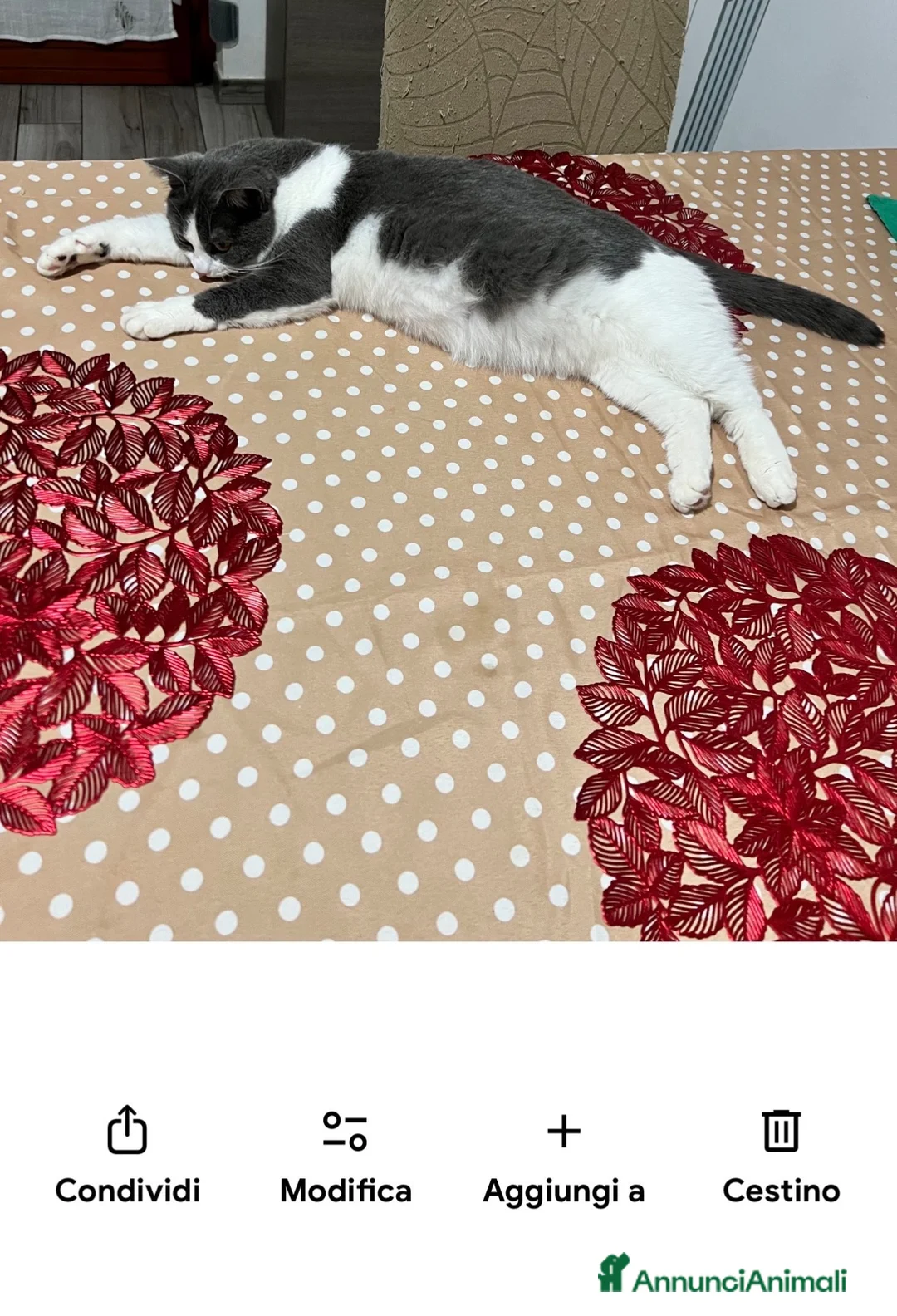 Meticcio gatti in regalo: Gattini a Provincia di Cremona - Annuncio 2