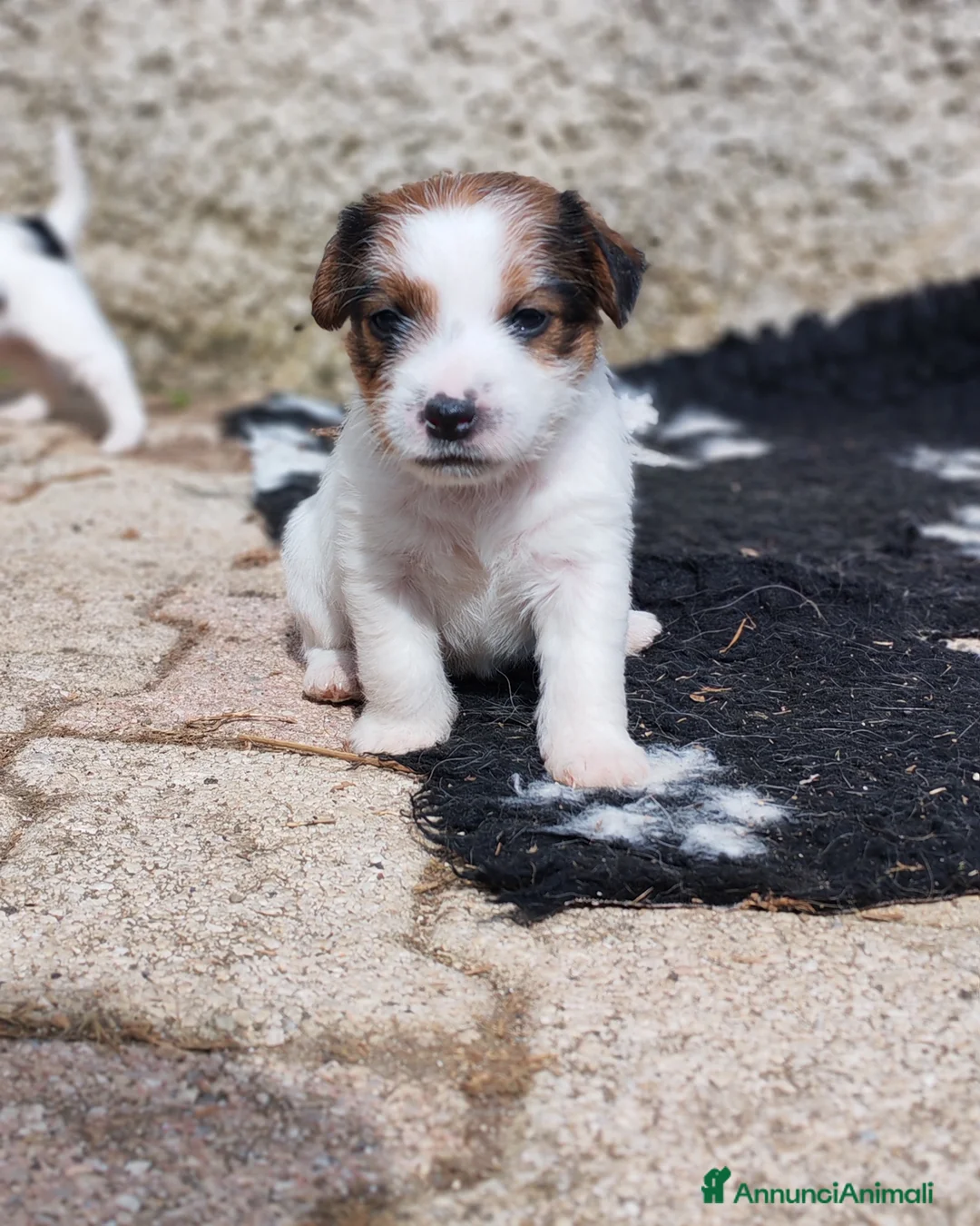 Jack Russell cani in vendita: Jack Russell  - Annuncio 2