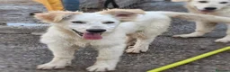 Meticcio cani in regalo: GAIA 🩷 impossibile guardarla senza sorridere - Annuncio 2