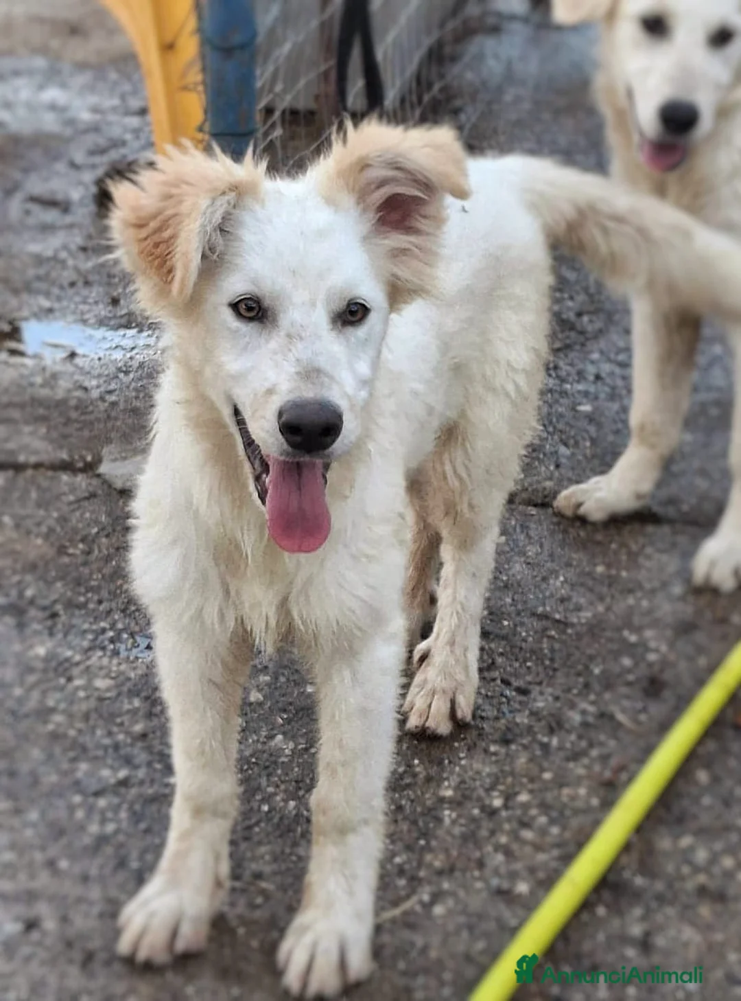 Meticcio cani in regalo: GAIA 🩷 impossibile guardarla senza sorridere - Annuncio 2