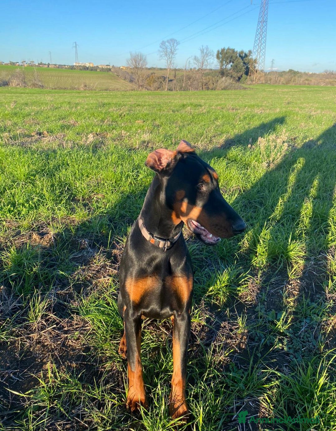 Dobermann cani in regalo: Regalo Dobermann femmina di 3 anni - Annuncio 3