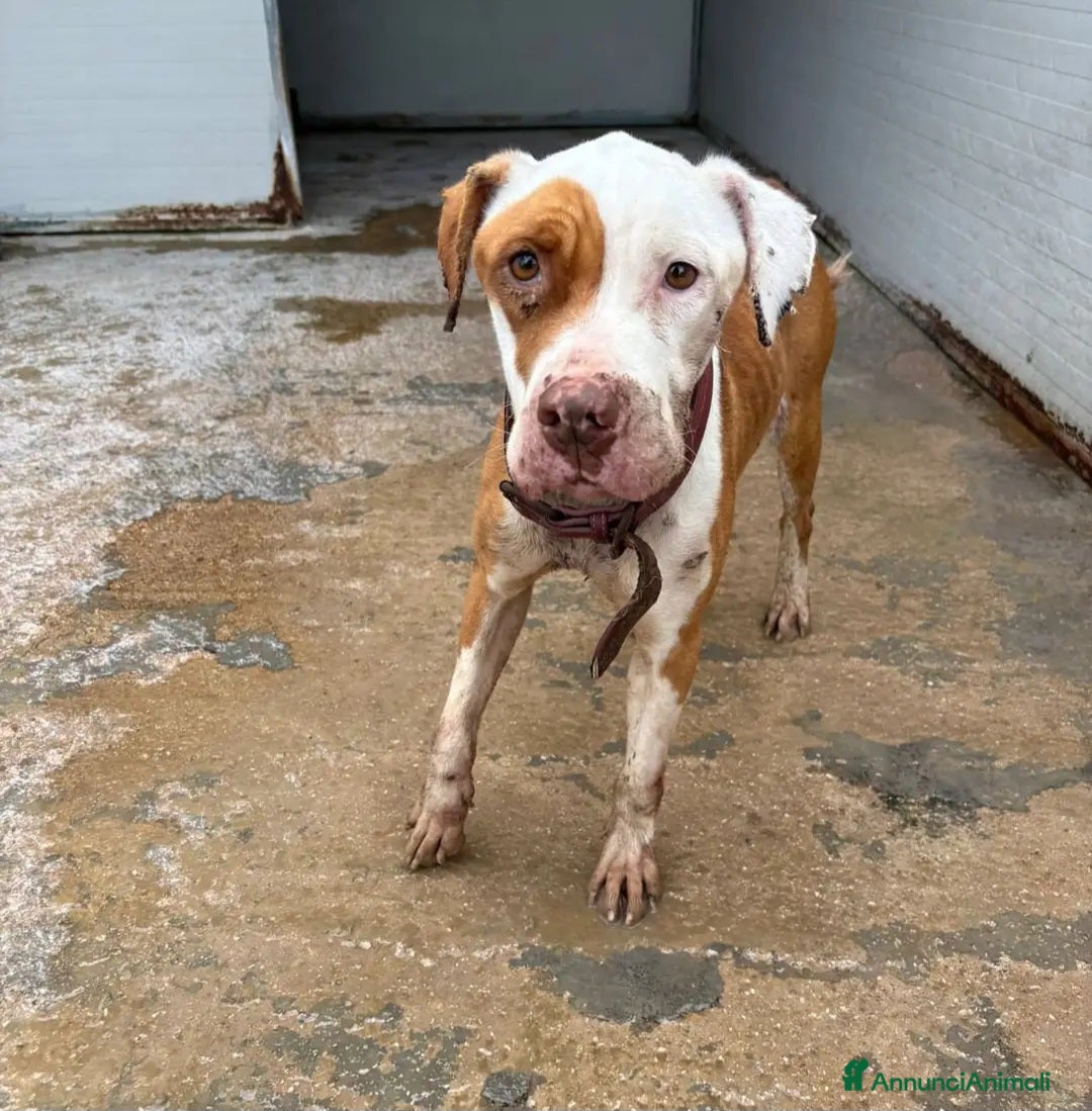 Pitbull cani Pitbull femmina 3anni triste finita in canile!SUD - Annuncio 1