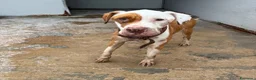 Pitbull cani in regalo: Pitbull femmina 3anni triste finita in canile!SUD - Annuncio 1
