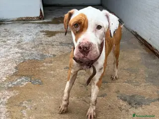 Pitbull cani Pitbull femmina 3anni triste finita in canile!SUD - Annuncio 1