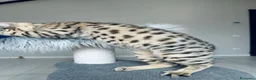 Savannah gatti in vendita: Splendidi cuccioli di gatto Savannah – 4 mesi  - Annuncio 26