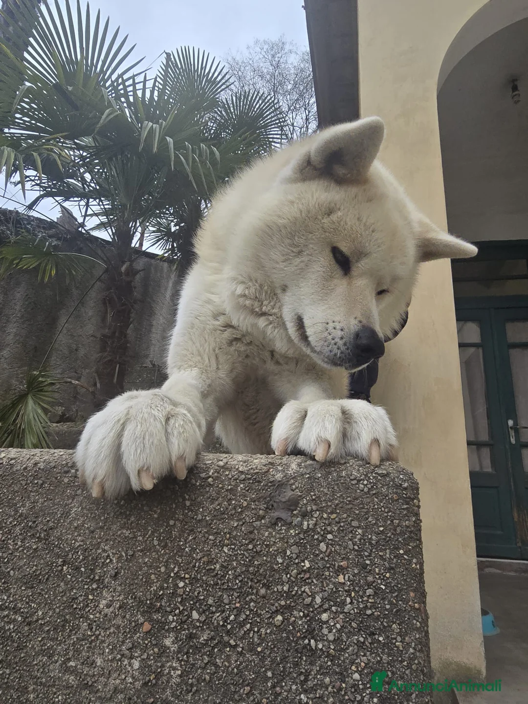 Akita Inu cani in regalo: Akita Inu 3 anni – cerca nuova famiglia - Annuncio 4