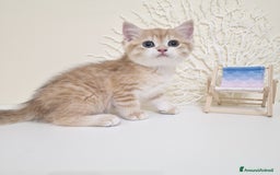 British gatti in vendita: Cuccioli British Shorthair a Villafranca di Verona - Immagine 4