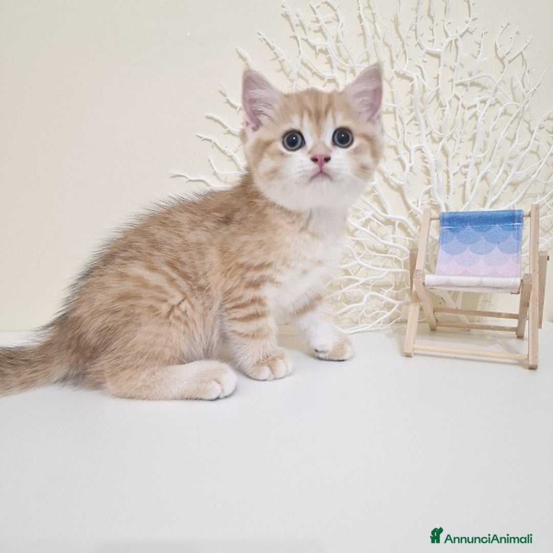 British gatti in vendita: Cuccioli British Shorthair a Villafranca di Verona - Immagine 4