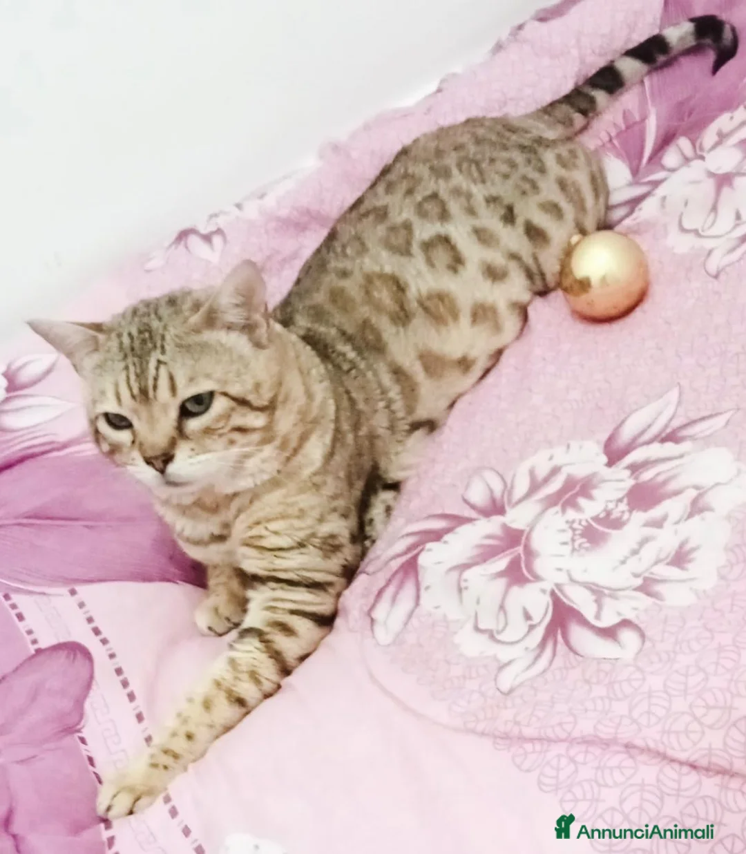 Bengala gatti in vendita: Bengala cuccioli  - Annuncio 1