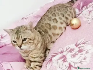 Bengala gatti Bengala cuccioli - Annuncio 10