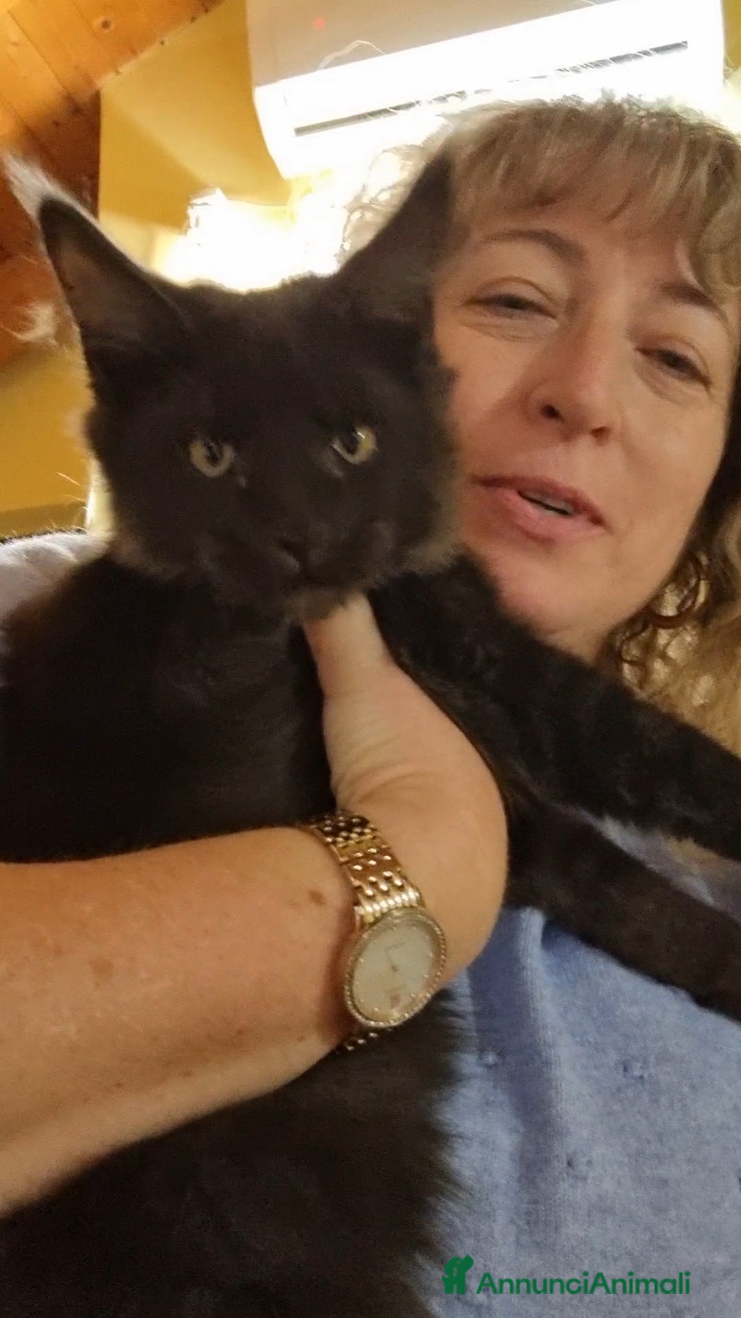 Maine Coon gatti in vendita: TENERISSIMA CUCCIOLA MAINE COON PEDIGREE ANFI - Annuncio 3