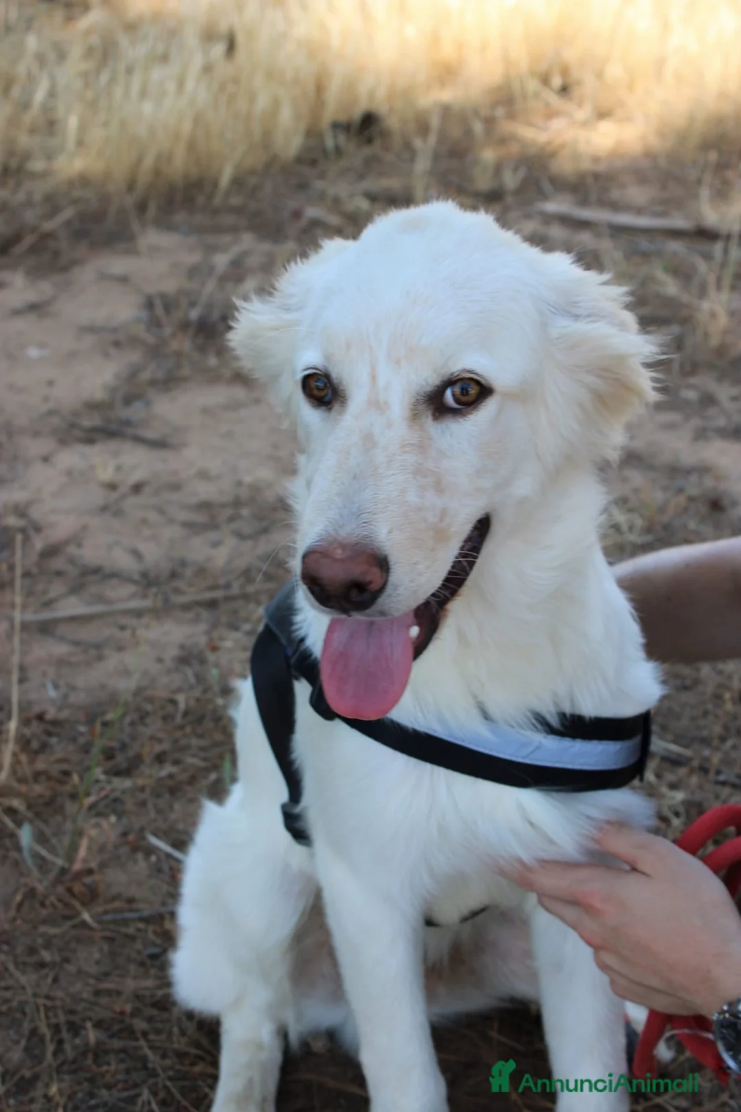 Meticcio cani in regalo: EROS 💙 pronto a diventare il tuo migliore amico! a Provincia di Rimini - Annuncio 2