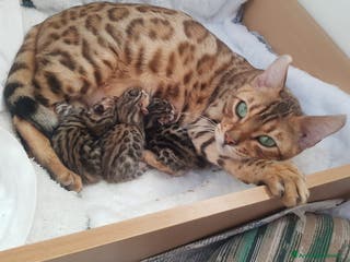 Bengala gatti Pedigree Afsi - Annuncio 14