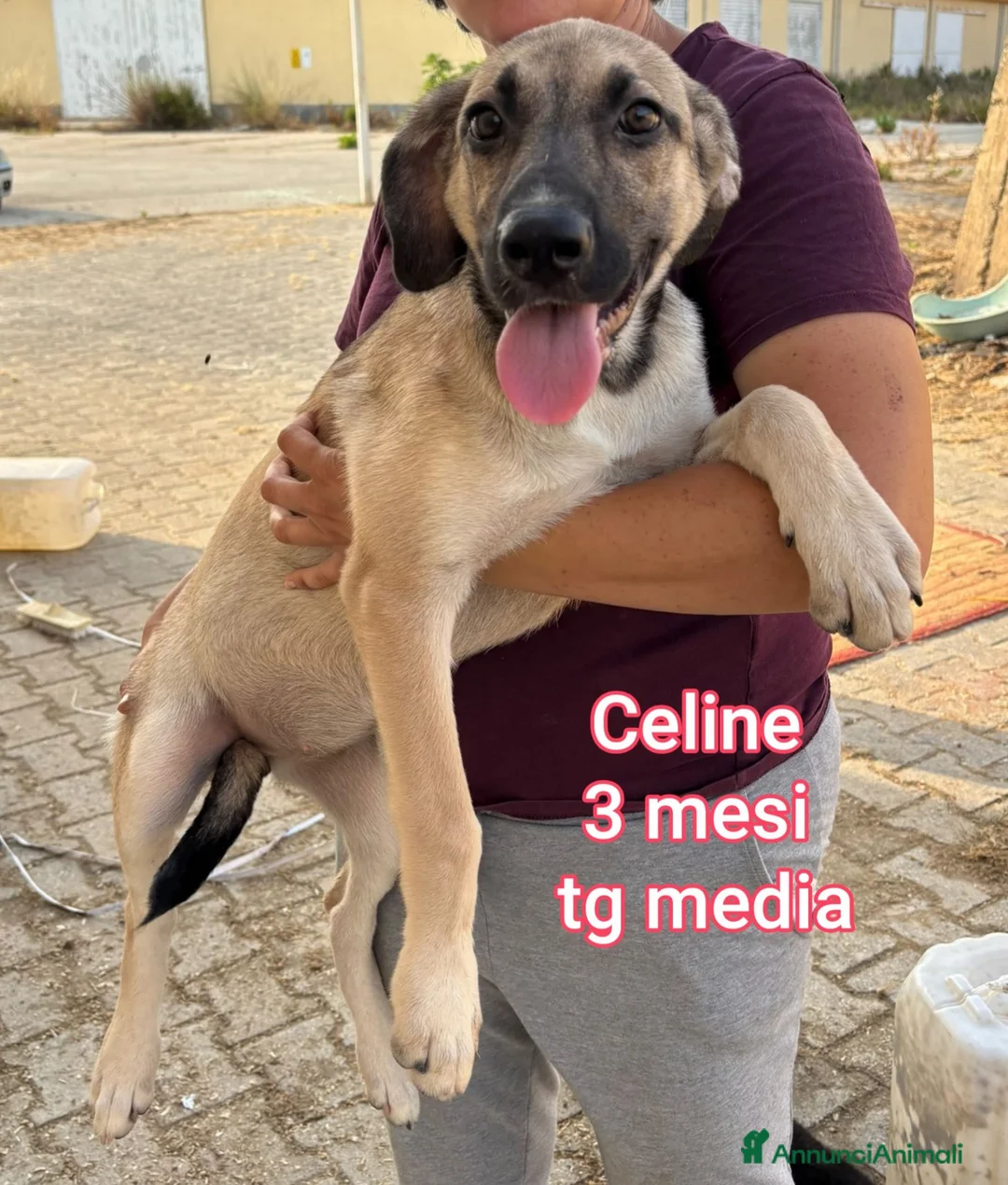 Meticcio cani in regalo: TANTI CUCCIOLI SOLI! a Provincia di Vicenza - Annuncio 10