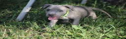 Pitbull cani in vendita: Cuccioli Pit Bull con pedigree anche a rate - Annuncio 5