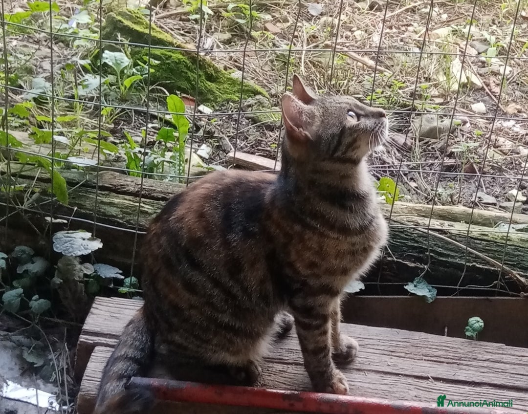 Europeo gatti in regalo: Ultimi della cucciolata - Annuncio 5