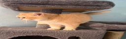 British gatti in vendita: British maschio black golden  - Annuncio 6