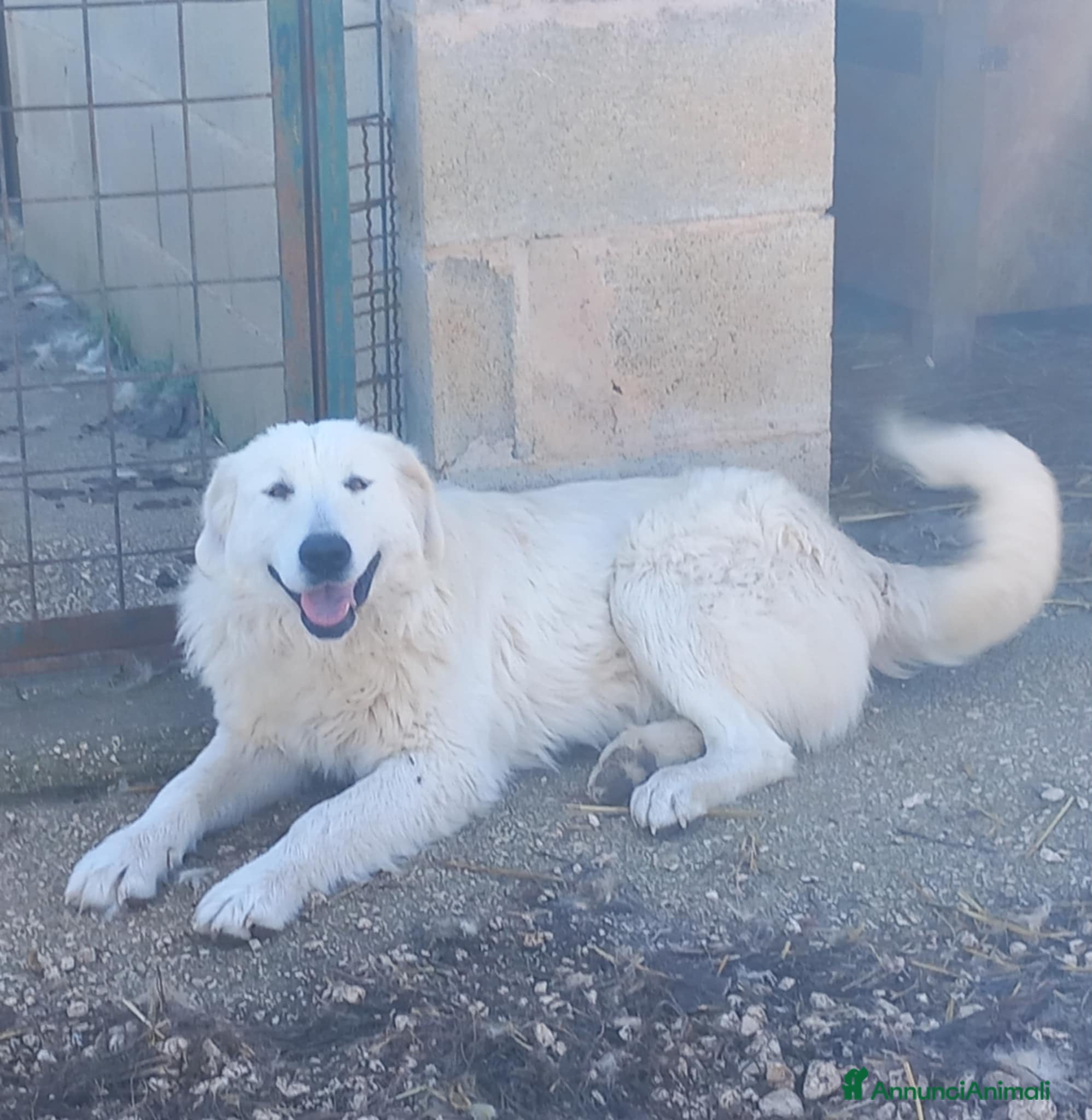 Pastore Maremmano cani pastore maremmano abruzzese - Annuncio 1