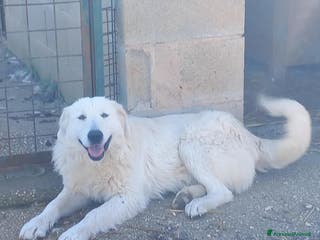 Pastore Maremmano cani pastore maremmano abruzzese - Annuncio 4