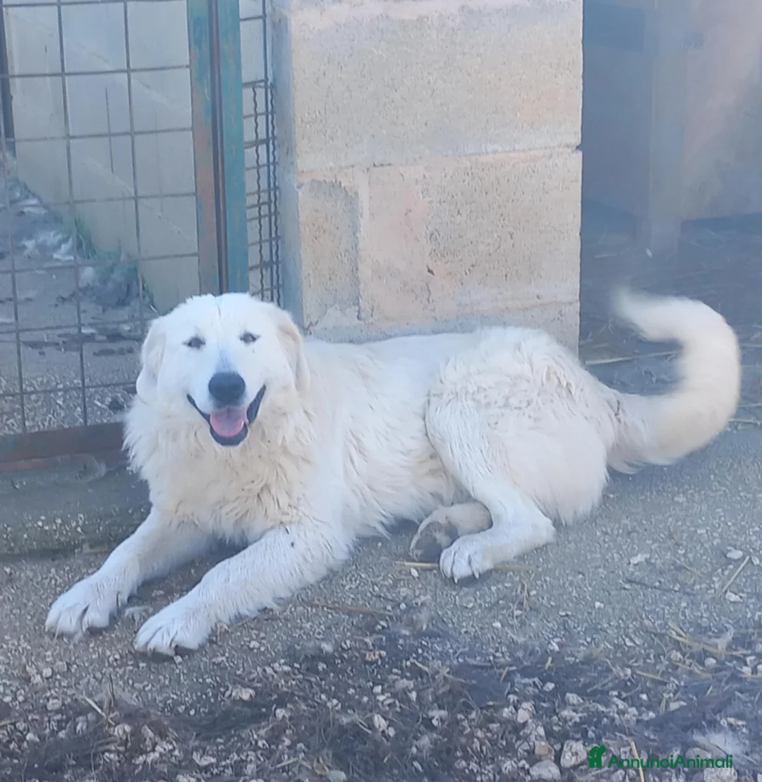 Pastore Maremmano cani in vendita: pastore maremmano abruzzese - Annuncio 1