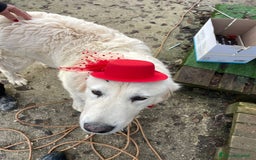 Meticcio cani in regalo: APRITE QUELLE SBARRE a Provincia di Piacenza - Annuncio 8