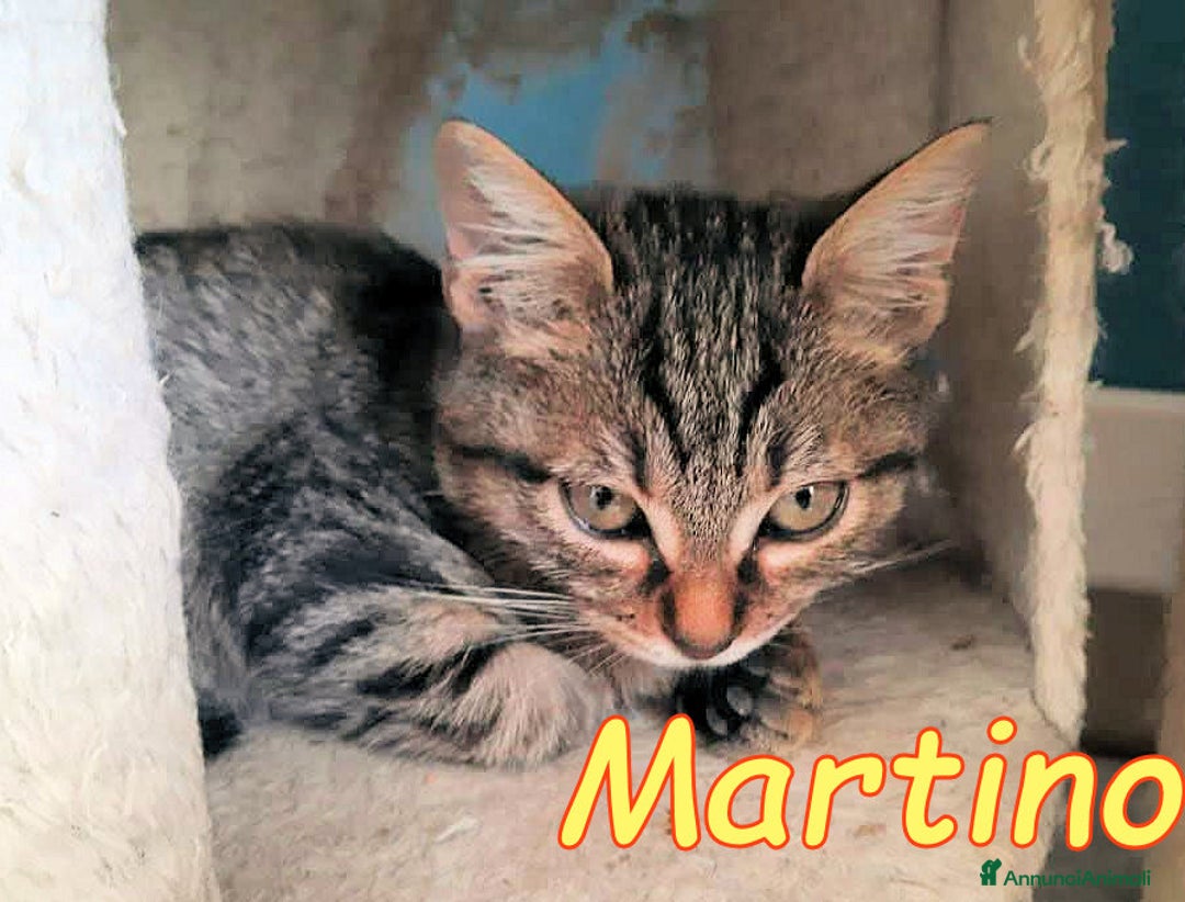 Europeo gatti in regalo: MARTINO IL COCCOLONE💙💙 - Annuncio 2
