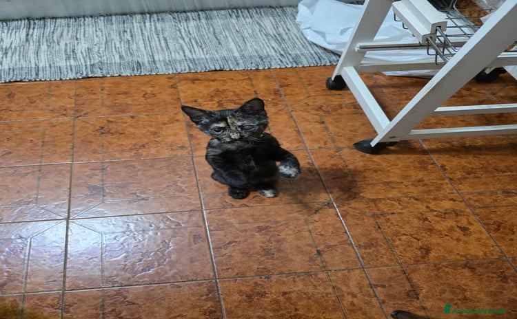 Altre razze gatti - Annuncio 2