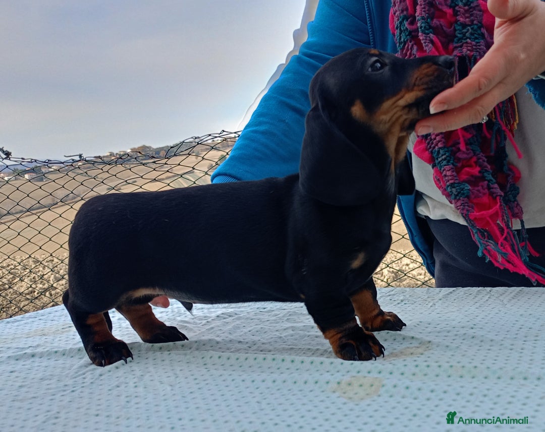 Bassotto cani in vendita: Bassotto tedesco standard a pelo corto - Annuncio 9