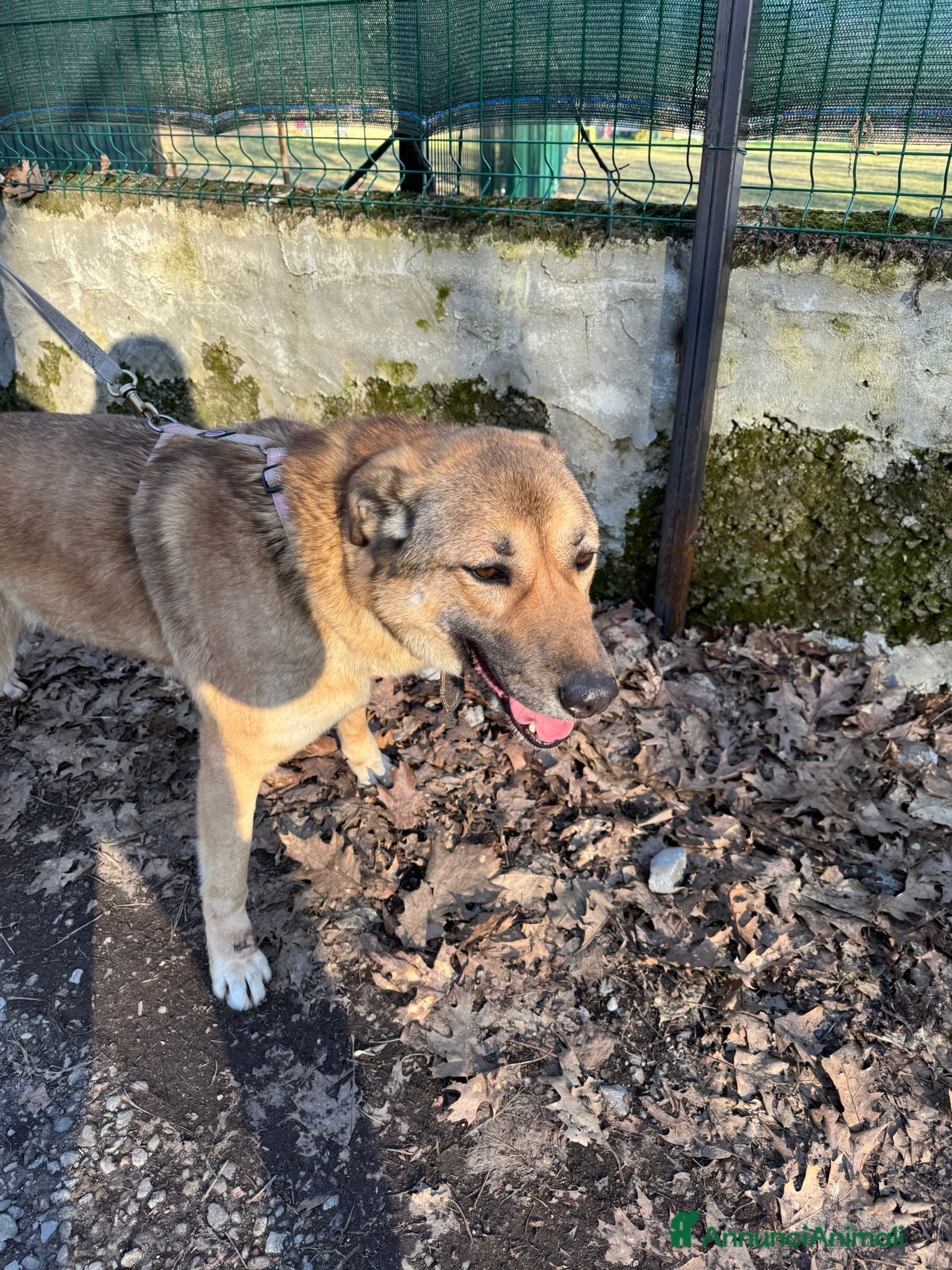 Meticcio cani in regalo: Whisky, un tenerissimo meticcio  - Annuncio 8