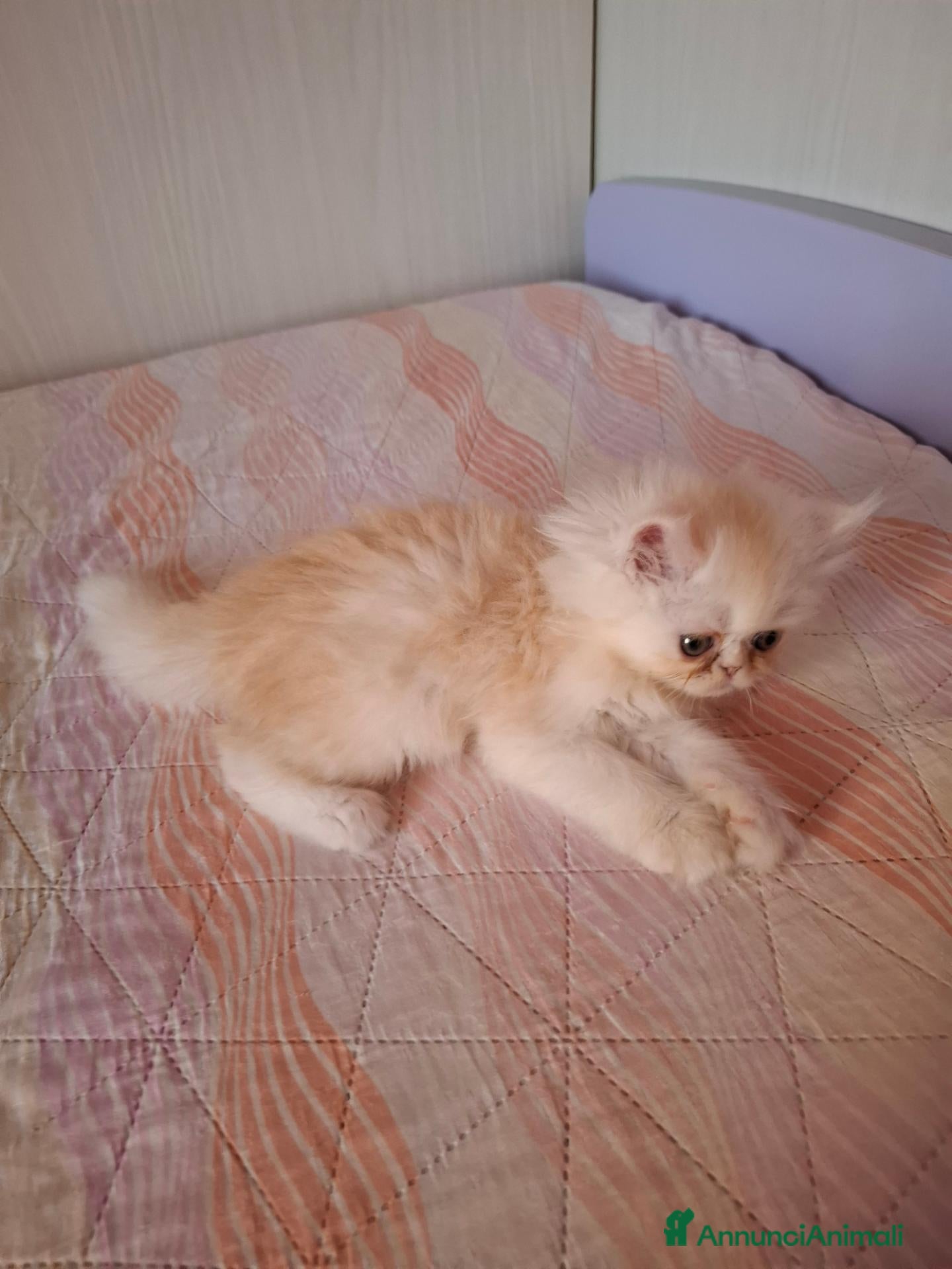 Persiano gatti Cuccioli di gatto persiano  - Annuncio 16