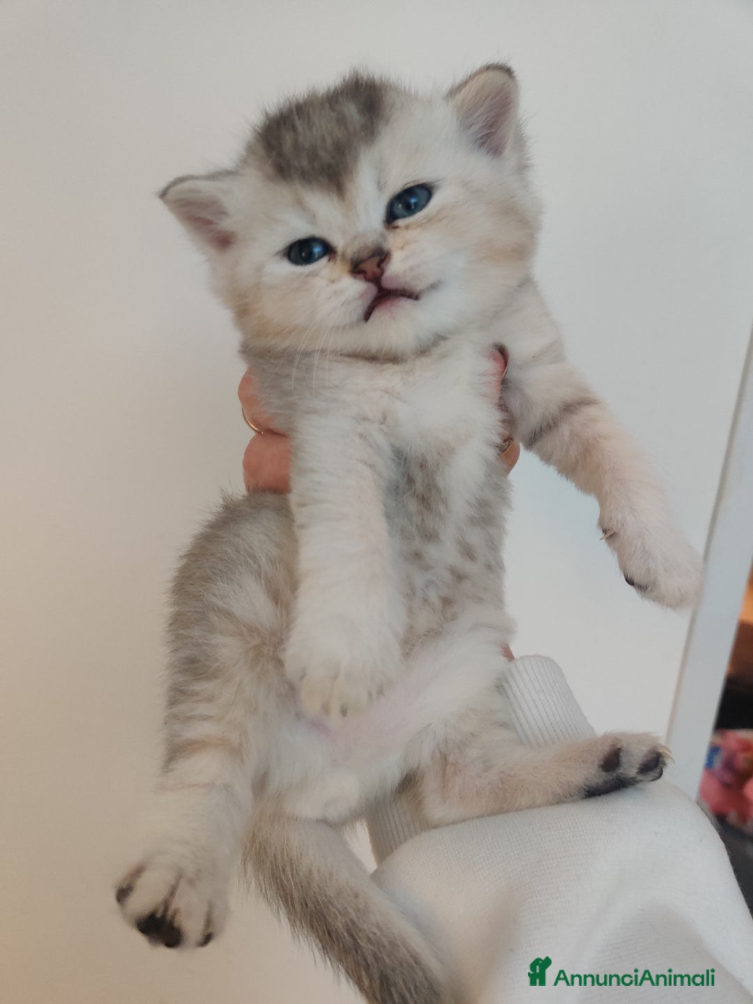 Scottish gatti in vendita: Scottish-fold  - Annuncio 4