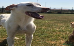 Labrador cani in regalo: Help per Blanko derivato labrador  a Provincia di Latina - Immagine 4