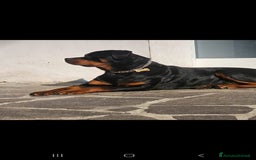 Rottweiler cani in vendita: Rottweiler  - Annuncio 7