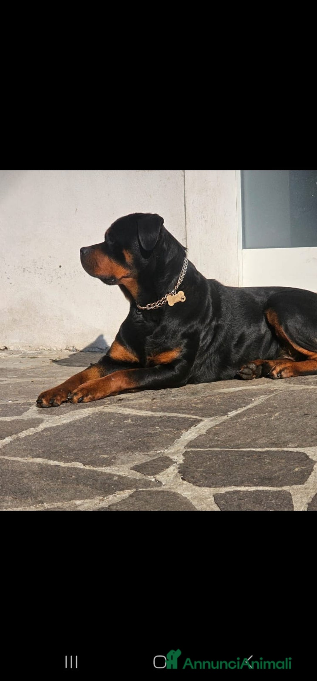 Rottweiler cani in vendita: Rottweiler  - Annuncio 7