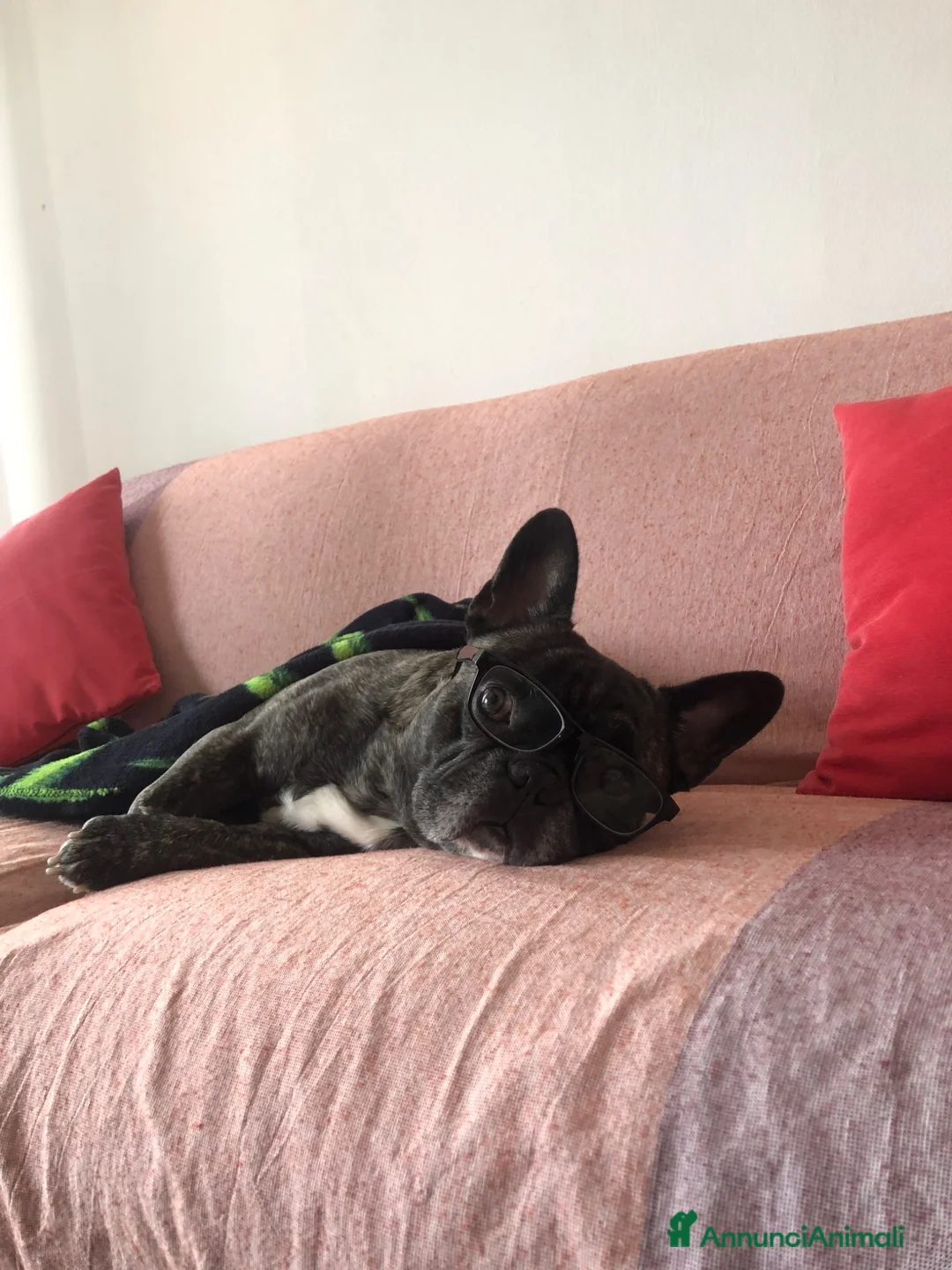 Bulldog Francese cani per accoppiamento: Tommy cerca fidanzata  a Città metropolitana di Milano - Annuncio 2