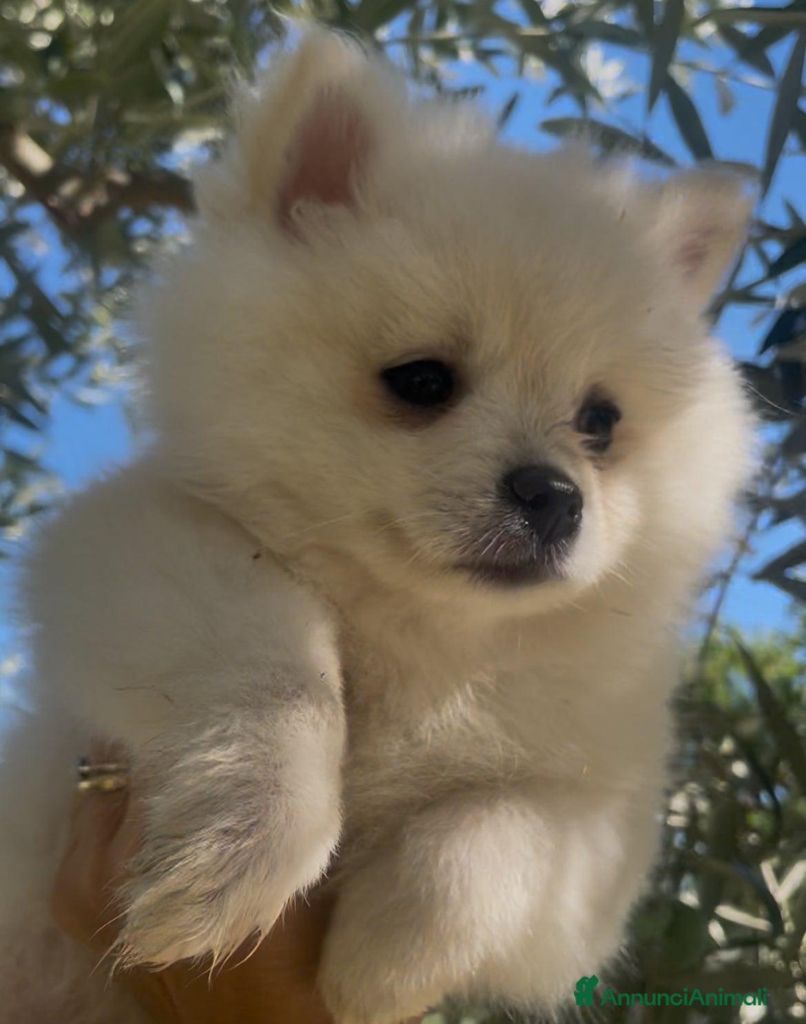 Spitz cani Spitz tedesco  - Annuncio 2