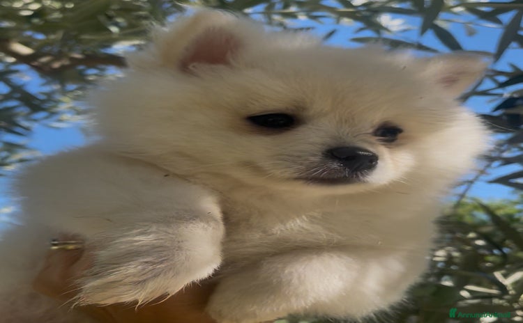 Spitz cani - Annuncio 1