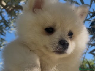 Spitz cani Spitz tedesco - Annuncio 1