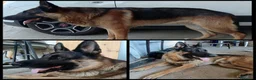 Pastore Tedesco cani in vendita: Vendesi  - Annuncio 7