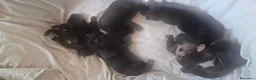 Meticcio cani in vendita: CUCCIOLI METICCI  a Ente di decentramento regionale di Udine - Annuncio 3
