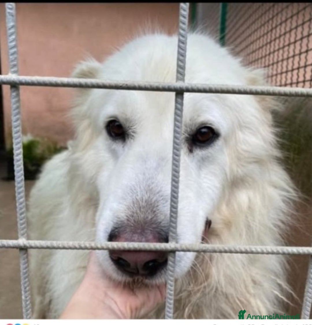 Meticcio cani in regalo: Mozart 3/4anni verrà trasferito in pessimo canile! a Città metropolitana di Milano - Annuncio 1