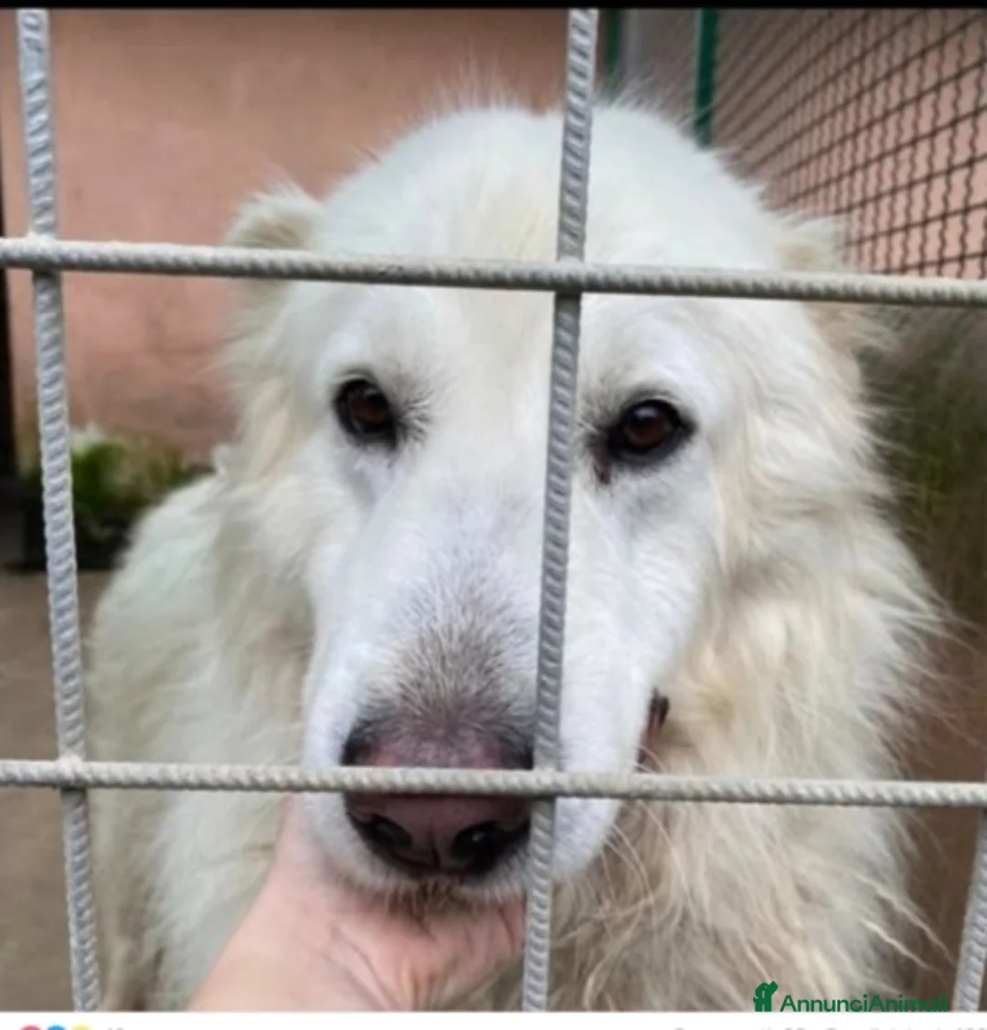 Meticcio cani in regalo: Mozart 3/4anni verrà trasferito in pessimo canile! a Città metropolitana di Milano - Annuncio 1