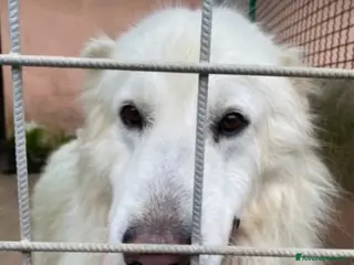 Meticcio cani Mozart 3/4anni verrà trasferito in pessimo canile! - Annuncio 26