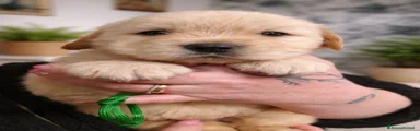 Golden Retriever Cucciolo 7